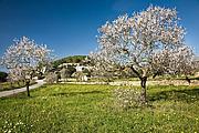 Frühling auf Ibiza Frühling auf Ibiza