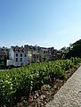 Weinberge in Montmartre Weinberge in Montmartre